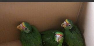 Asegura GN 10 loros cabeza roja en el Istmo