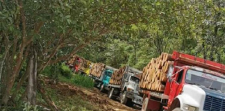 Denuncian saqueo de madera en la Sierra Sur