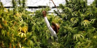 Mercado de cannabis en México valdría hasta 250 mdd en su primer año