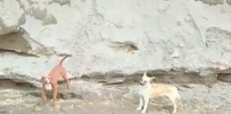 Protectores de animales de Oaxaca piden el rescate de perritos atrapados en Puebla