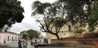 Retiran plaga de muérdago de arbolado del Centro Histórico