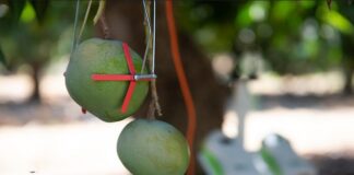 La agricultura en México: cuando el agua es la protagonista