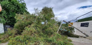Cae otro árbol en la capital oaxaqueña