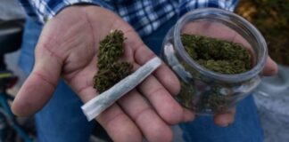 Suprema Corte declara inconstitucional prohibición para consumo lúdico de la marihuana