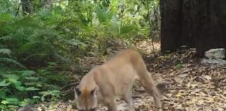 Captan por primera vez en un año a tigrillo y jaguarundi en bosques de Oaxaca