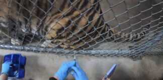 Vacunan contra COVID a animales en un zoológico de California