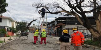 Retira Ayuntamiento árbol seco en la colonia Reforma