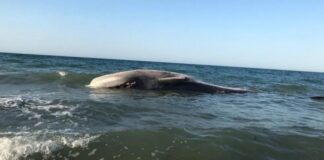¡Hermosas! Esperan llegada de ballenas jorobadas a Huatulco, Oaxaca
