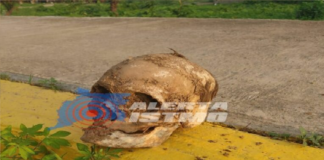 Localizan cráneo humano en el Istmo