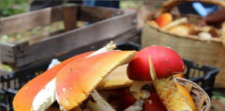 Hongos, elemento ancestral de la cocina en Oaxaca