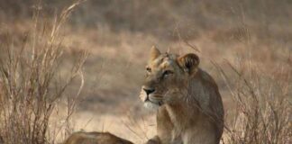 Covid mata a leona de zoológico de la India; varios animales contagiados