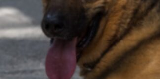 Judicializa Fiscalía de Oaxaca caso de crueldad animal