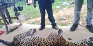 Profepa intervendrá por jaguar envenenado en Oaxaca