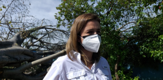 Ambientalistas llaman a preservar árboles históricos de Oaxaca