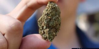 La legalización de las drogas en México: Así fue la política de Lázaro Cárdenas