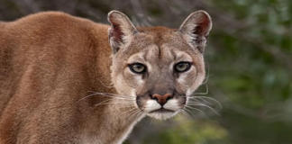 Fallece menor tras ataque de Puma en la Cañada