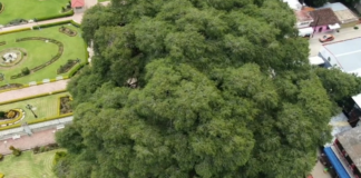 ¡Orgullo mexicano! Éste es el árbol con el tronco más grueso del mundo; está en Oaxaca