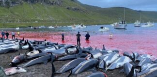 Más de 1.400 delfines son masacrados en la Islas Feroe