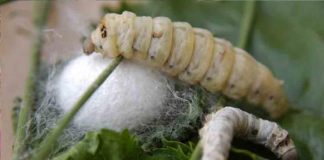 Solicita Oaxaca Indicación Geográfica para proteger al gusano de seda