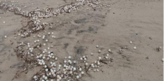 Marejada desentierra miles de huevos de tortuga en la Costa