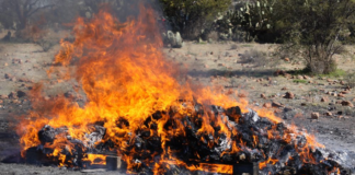 Incineran dos toneladas de cocaína en Oaxaca
