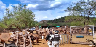 Confirman identificación de restos óseos de yaquis desaparecidos
