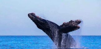 Alistan operativo ante arribo de ballenas a las costas de Oaxaca