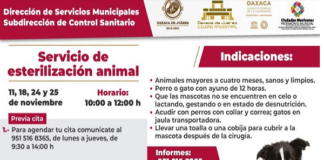 En Noviembre, servicios de esterilización animal en Oaxaca de Juárez