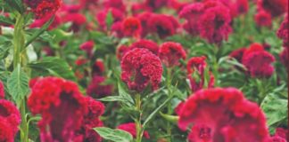 Vuelven los colores de Muertos a los campos de flores de Ciénega Zimatlán, Oaxaca