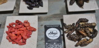 Insectos, ingrediente prehispánico que da sabor a la cocina de Oaxaca