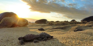 Arriban más de 300 mil tortugas golfinas a la costa oaxaqueña