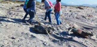 Aparecen tortugas muertas en Morro Ayuta