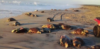 Localizan tortugas muertas en el Istmo