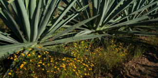 Si vendes ‘Oaxaca en una botella’, ¿qué pasa con Oaxaca?