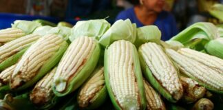 ¡Se te van a antojar! Elotes gigantes de Oaxaca enamoran a cibernautas en redes