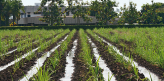 Campesinos de 16 comunidades de Oaxaca podrán obtener concesiones de acuífero