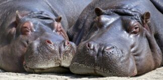 Hipopótamos dan positivo a COVID-19 en un zoológico