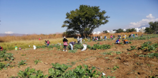 Con una producción escasa; inicia cosecha de rábanos en Oaxaca