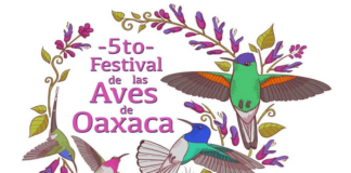 Festival de las Aves Oaxaca invita a concurso de fotografía