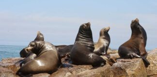 Hallan muerto a lobo marino en la costa de Oaxaca
