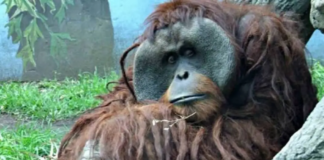 Muere Toto, el único orangután del Zoológico de CDMX
