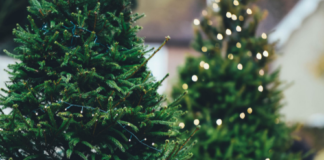 Convoca Semaedeso a acopio de árboles de navidad naturales