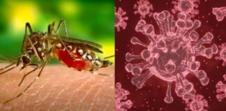 Gobierno rechaza casos del llamado covidengue en México