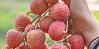 Oaxaca, terreno fértil para frutas exóticas