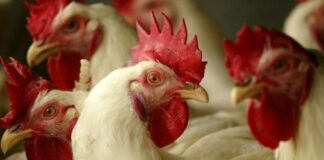 Encienden alertas en España por brote de gripe aviar altamente contagiosa