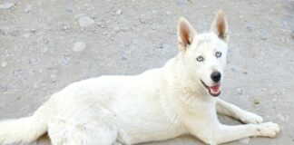 En Puebla, llaman a no regalar animales para el día de Reyes