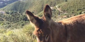 Muere hombre tras ser atacado por un burro en Tututepec