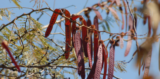 Van al rescate del árbol guaje en Oaxaca; contiene propiedades curativas