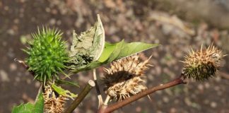 México, segundo lugar mundial en el registro de plantas medicinales