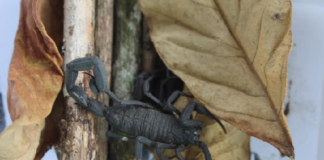 Limpieza de vivienda, ropa y calzado, ayuda a evitar picaduras de alacrán